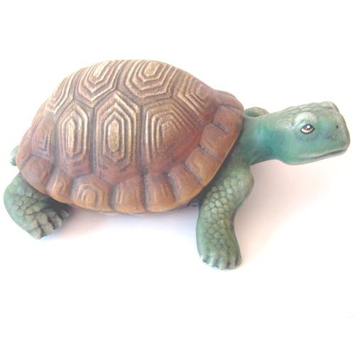 tortue_11-029b-1 tortue_11-029b-1