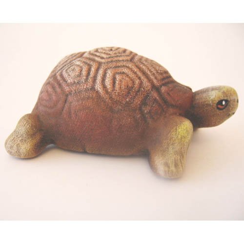 tortue_11-131-2b-3