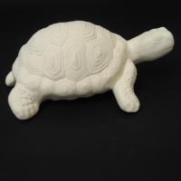 tortue_n227